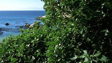 Track along sand dune scrub to reveal Boulder's Beach. Rocky beach