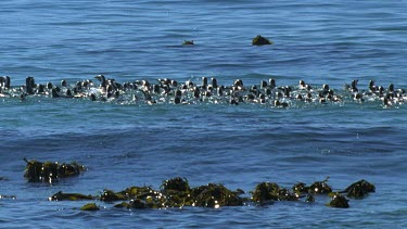 Penguins swimming together in sea form a "raft" of penguins.