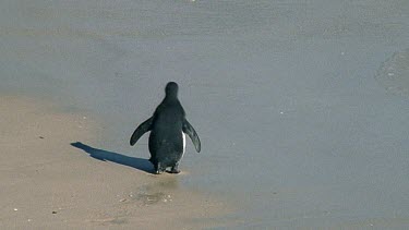 Lone young penguin at edge of sea.