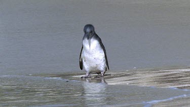 Lone young penguin at edge of sea. Penguin "tastes" sea