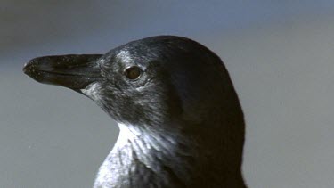 Head of young penguin. Portrait.