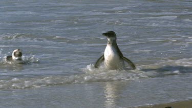 Penguin adult chasing young penguin along water's edge