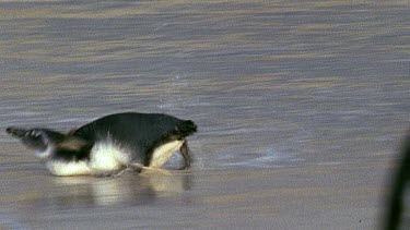 Young penguin heads to sea for first time, dives into waves and swims.