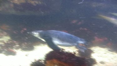 Young penguin swimming underwater
