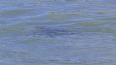 Penguin swimming in sea