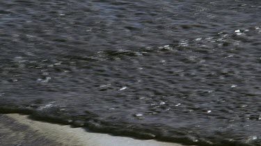 Oil washes up onto beach. Thick layer of oil on sea.