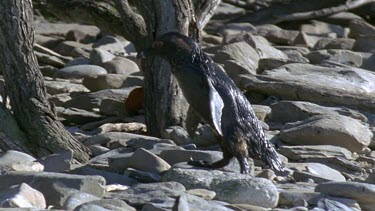 Oiled bird tries to walk but it can't.