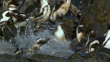 Penguins jump over oily rocks