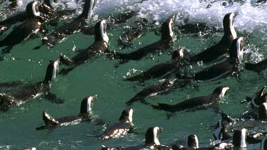 Group of penguins a raft ride the waves out to sea