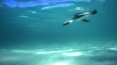 Underwater. Lone penguin swims fast