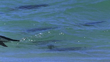 penguins swimming in sea.