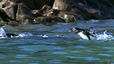 penguins porpoise through water, dive and swim between rocks.