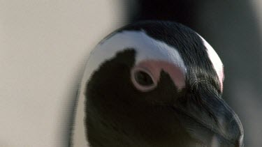 CU penguins face as penguin walks up beach