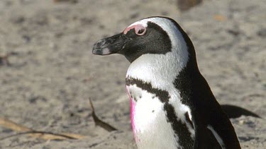 Tagged penguin joined by another penguin, the turn to walk together