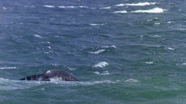 Whale tail slap