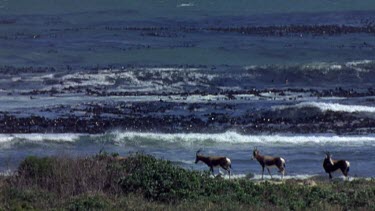 bontebok with ocean in BG