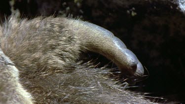 Rock Hyrax Dassie foot