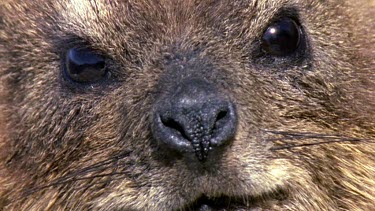 Head of Rock Hyrax Dassie