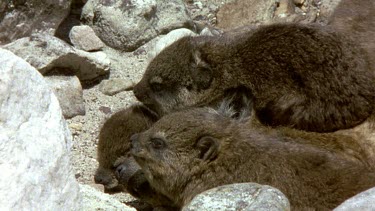 Family of Rock Hyrax basking in the sun.