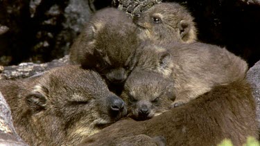 Family of Rock Hyrax basking in the sun.