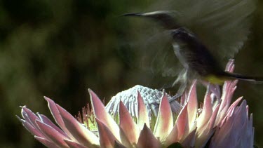 Cape Sugarbird on open King Protea flower
