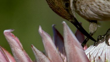 Cape Sugarbird on open King Protea flower