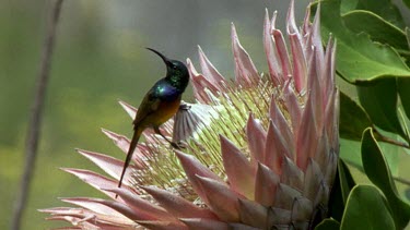 Sunbird on open King protea flower