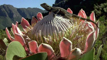 Agama lizard on protea