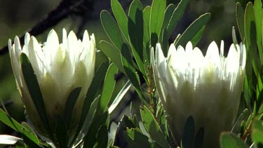 White protea flower