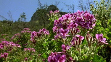 Pink pelargonium flower