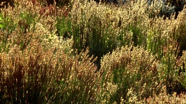 restio grasses