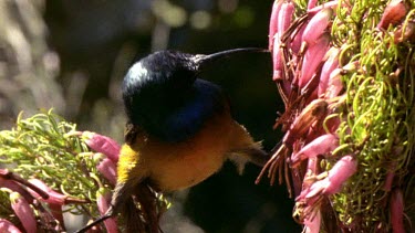 Sunbird feeding on Erica plant