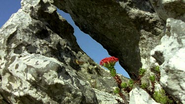 LA Mountain Pride butterfly attracted especially by colour red, lands on red crassula flower. Butterfly is the only pollinator whose tongue can reach deep enough to reach cassula nectar.