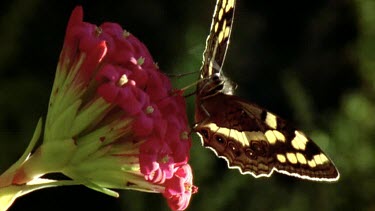 LA Mountain Pride butterfly attracted especially by colour red, on red crassula flower. Butterfly is the only pollinator whose tongue can reach deep enough to reach cassula nectar.