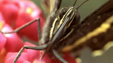 Mountain Pride butterfly on red crassula flower. Long tongue unfurls.