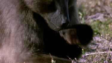 Chacma baboon feeding on fynbos plant.