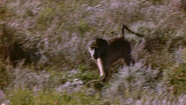 Baboon baby runs through fynbos