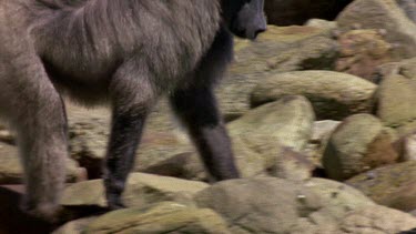 Male Chacma baboons walking on rocky foreshore foraging for crustacea and molluscs. Turns over rocks.