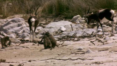 Baboon young playing on beach. Bontebok in bg.