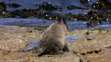 Baboon feeding on limpet mollusc