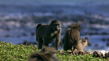 Baboon grooming self with sea in bg.