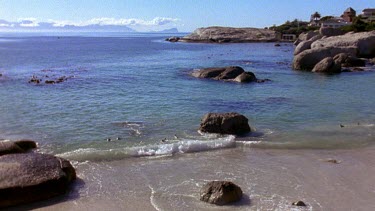 HA. Penguins in sea off Boulders Beach