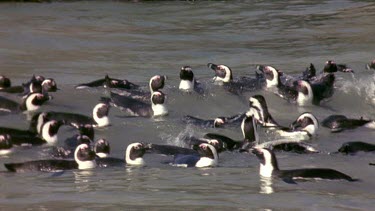 Penguins swimming like ducks.