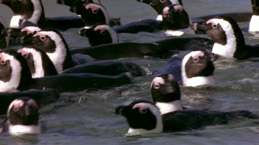 Penguins swimming like ducks.
