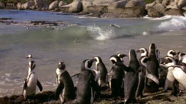 Pengiuns in fg on beach, others swimming through waves