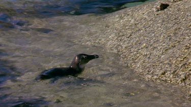 Penguin struggles to climb up rock