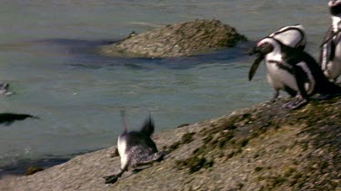 Penguin slides down rock into water