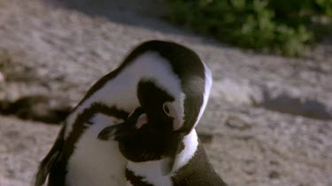 Penguins courting