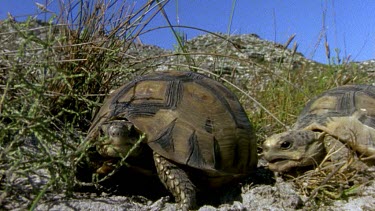 Angulate tortoises courting