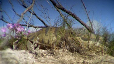 Head of male Angulate tortoise calling while he mates female